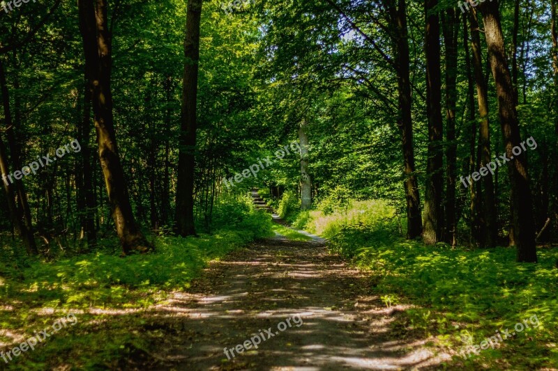 Forest Way Foliage The Path The Road In The Forest