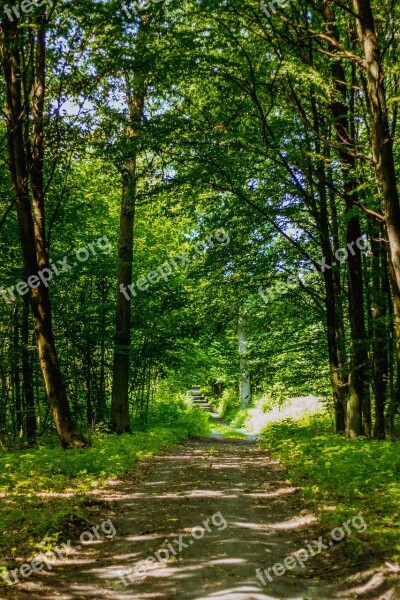 Forest Way Foliage The Path The Road In The Forest