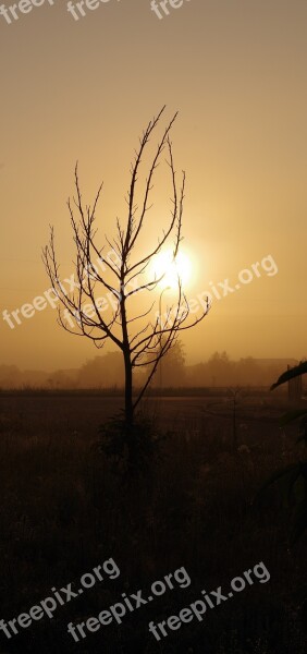 Sunrise Tree Without Leaves Autumn Free Photos