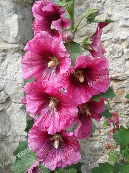 Hollyhock Flowers Summer Pink Petals Free Photos