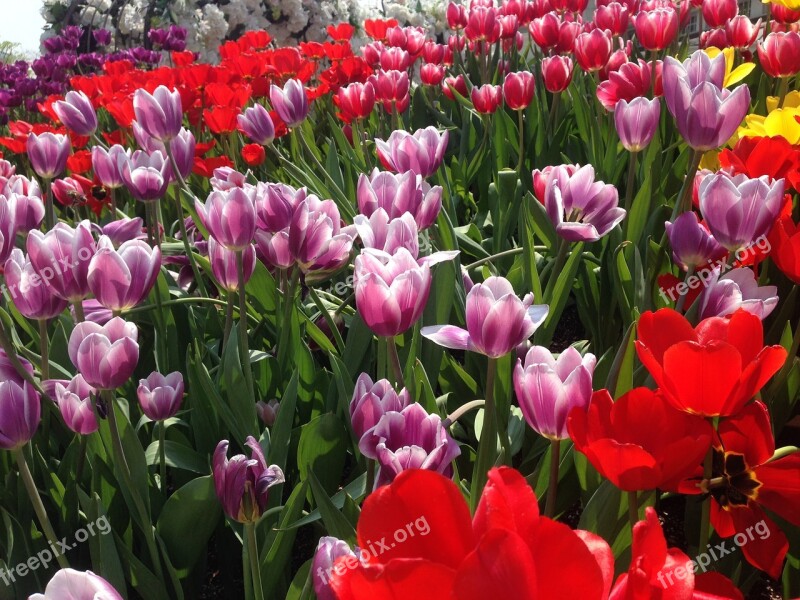 Tulip Flowers Everland Free Photos