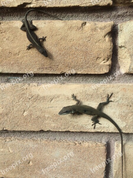 Lizards Brick Wall Outside Free Photos