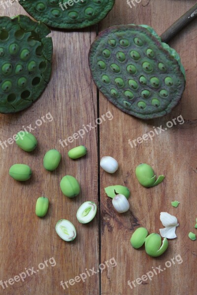 Lotus Seed Green Nature Plant