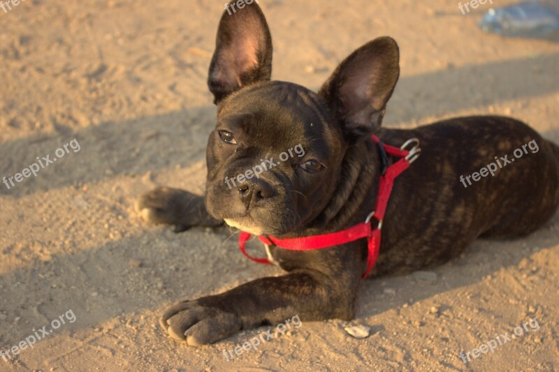 Bulldog French Bulldog Animal Dog French