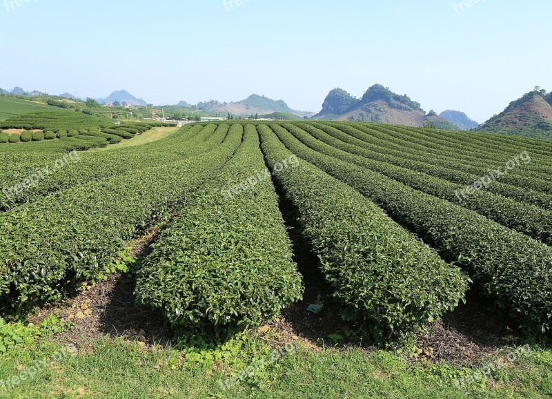 Moc Chau Son La Vietnam Plantation Tea