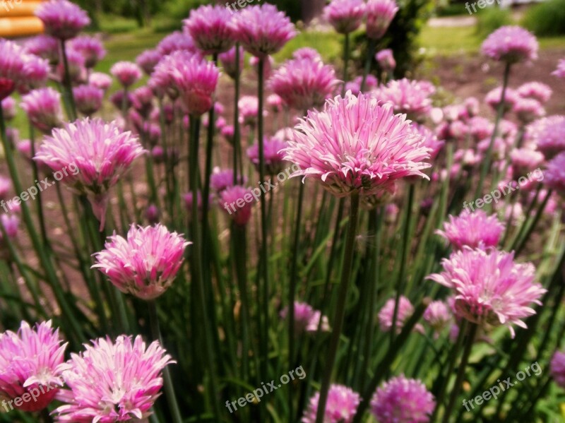 Chives Flower Summer Herb Garden