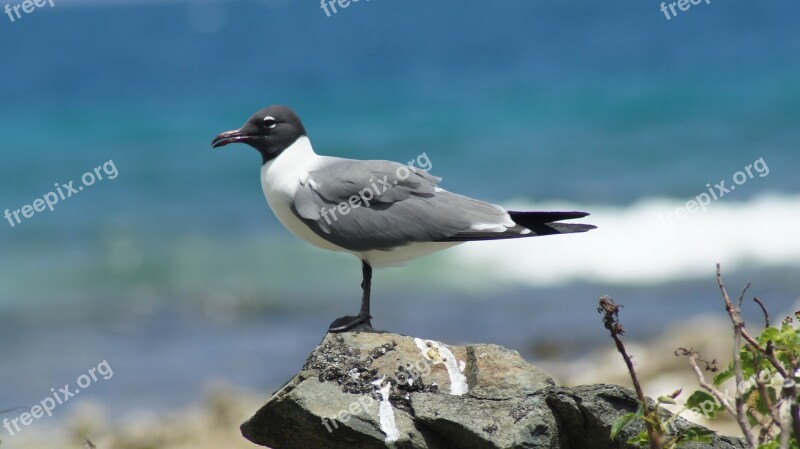 Seagull Bird British Virgin Islands Coastal Free Photos