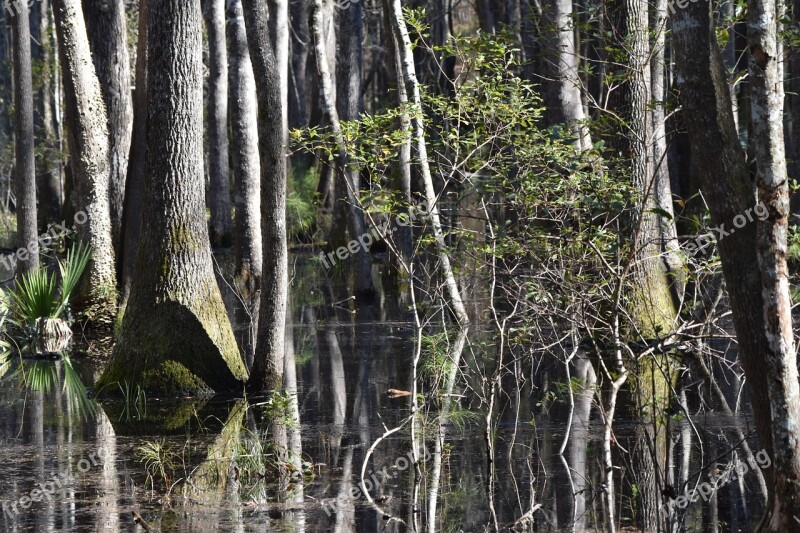 Wetland Tree Southern Forest Remote