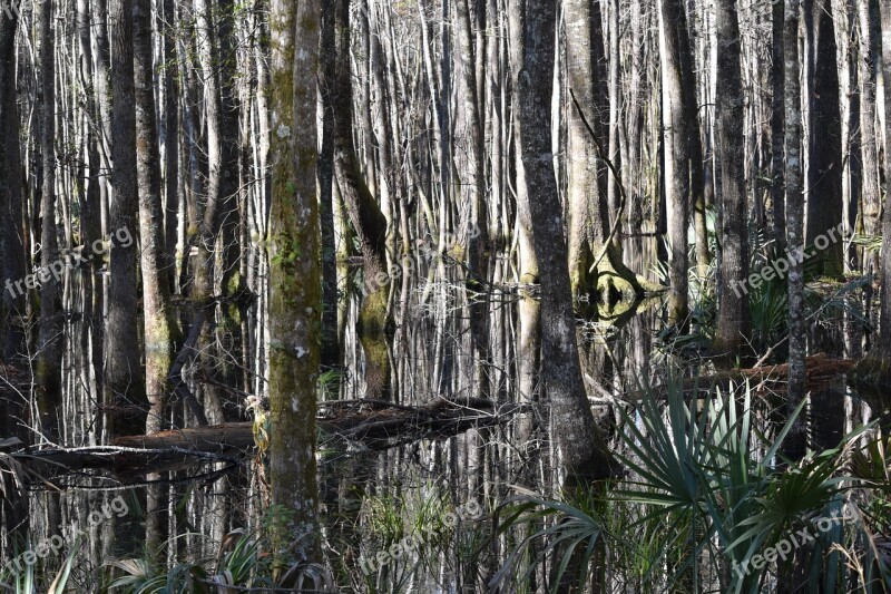 Trees Wetland South Water Oak