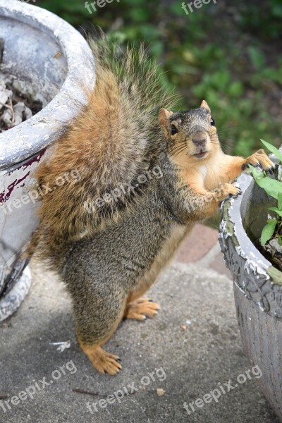 Squirrel Furry Animal Fluffy Brown