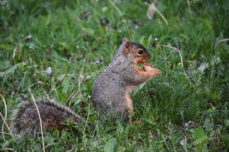 Squirrel Peanut Wildlife Paws Feeding