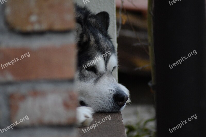 Alaskan-malamute Malamute Dog Free Photos