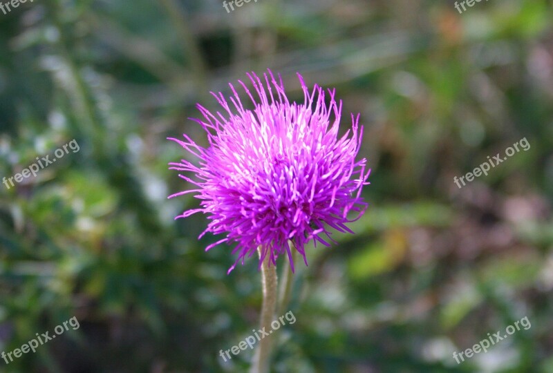 Silybum Marianum Thistle Prickly Nature Plant