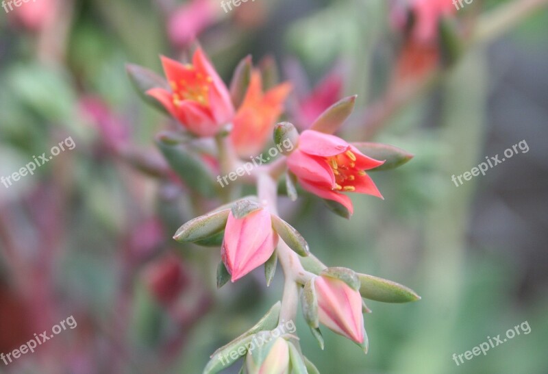 Flower Pink Plant Green Garden