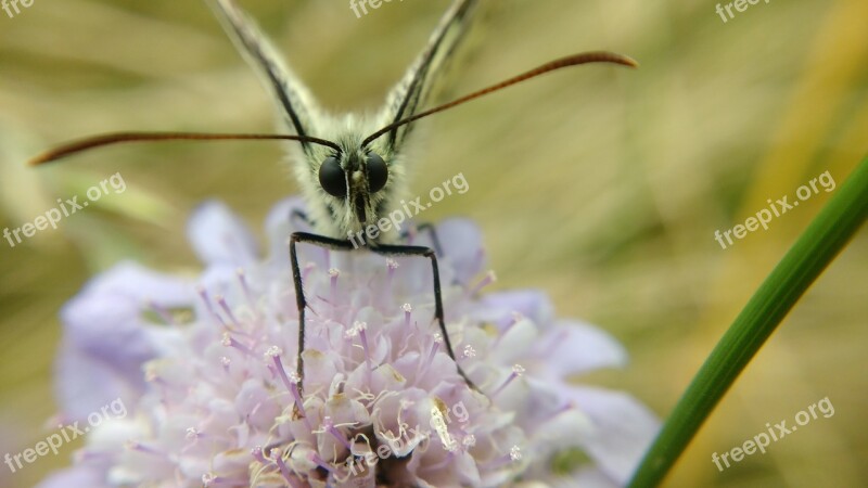 Butterfly Macro Flower With Butterfly White Butterfly Flower