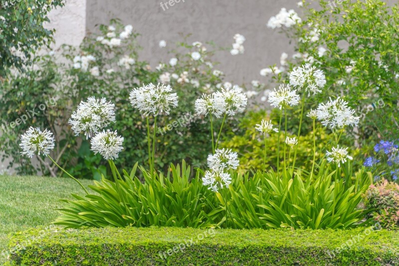 White Flowers Allium White Nature Plant