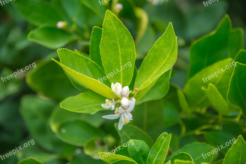 Blooming Lemon Tree Green Leaves Plant White Flowers Free Photos