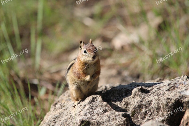 Squirrel Flagstaff Az Free Photos