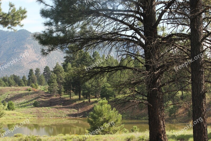 Peaceful Woodland Scene Flagstaff Az Free Photos