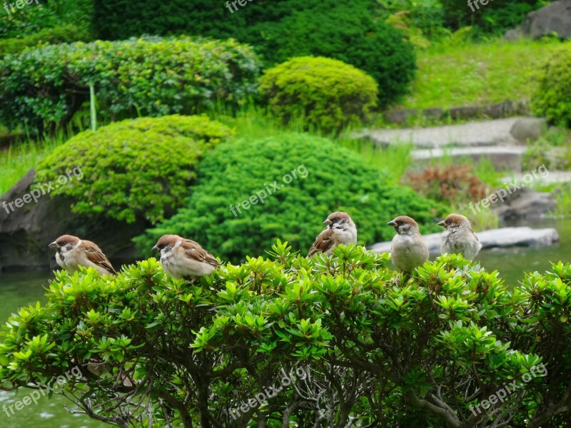 Sparrows Birds Green Tree Fauna