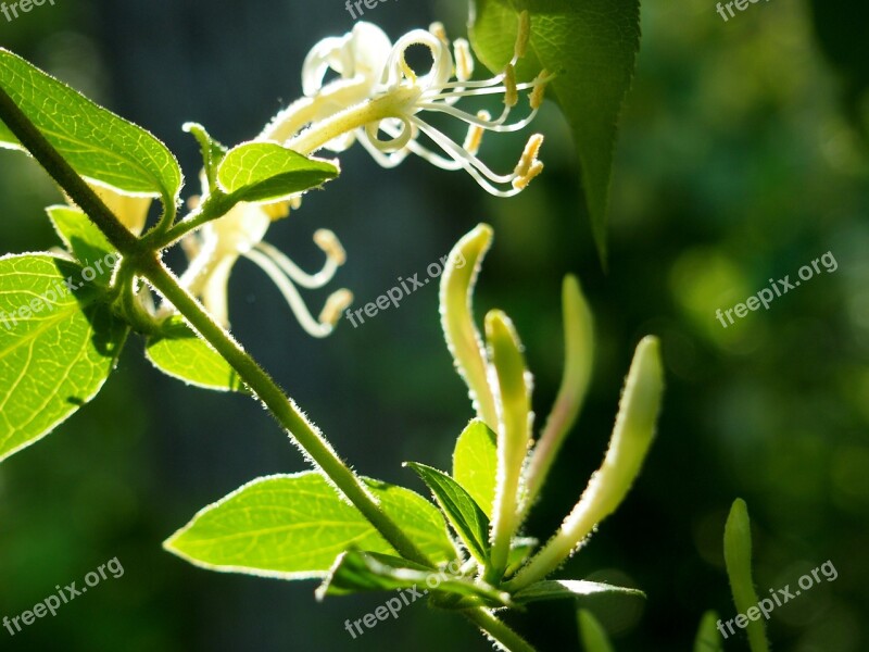 Honeysuckle Sunlight Green Leaves Free Photos