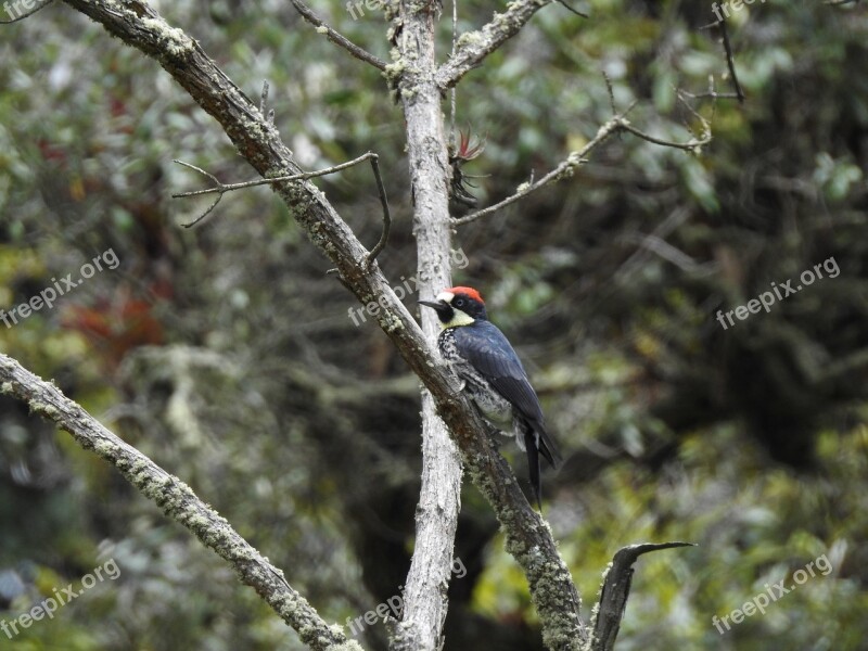 Bird Woodpecker Carpenter Nature Natural