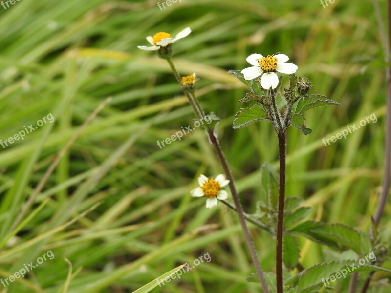 Flowers Flower White Flower Field Delicate Flower