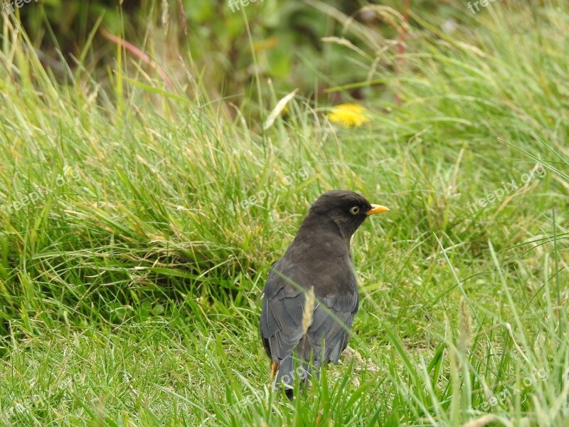 Ave Black Bird Yellow Beak Animal Bird