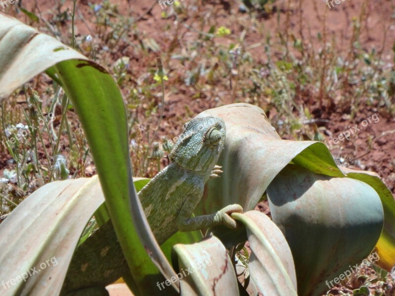 Morocco Nature Animal Wild Gecko