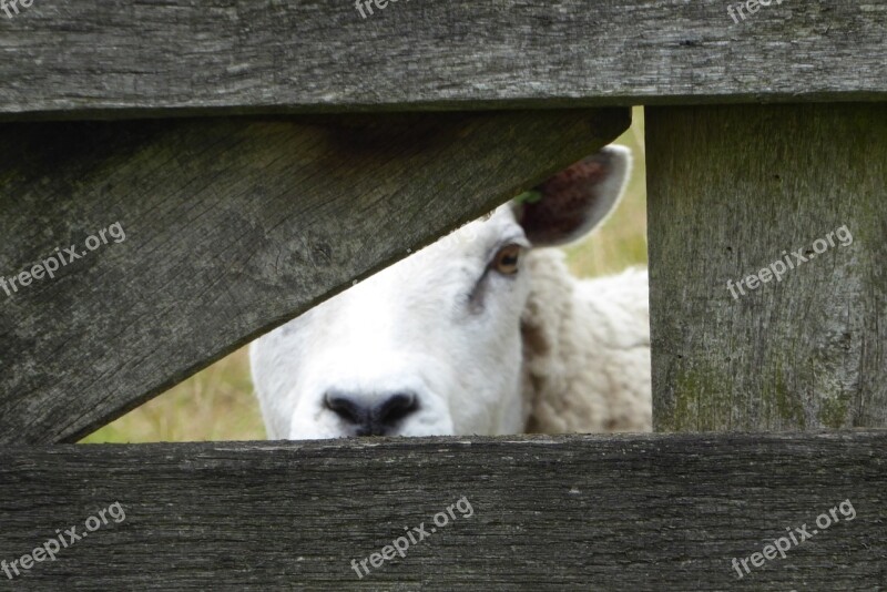 Sheep Peekaboo Pasture Curious Free Photos