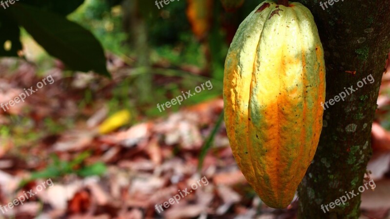 Cocoa Cultivation Fruit Harvest Colombia