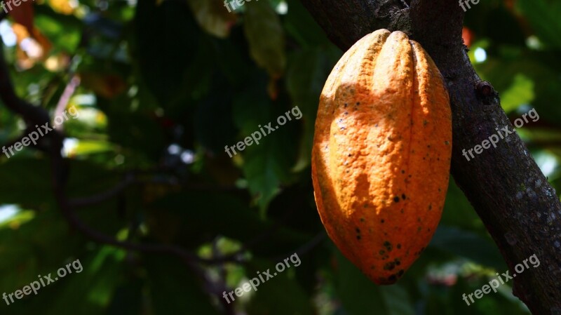 Cocoa Cultivation Fruit Harvest Colombia