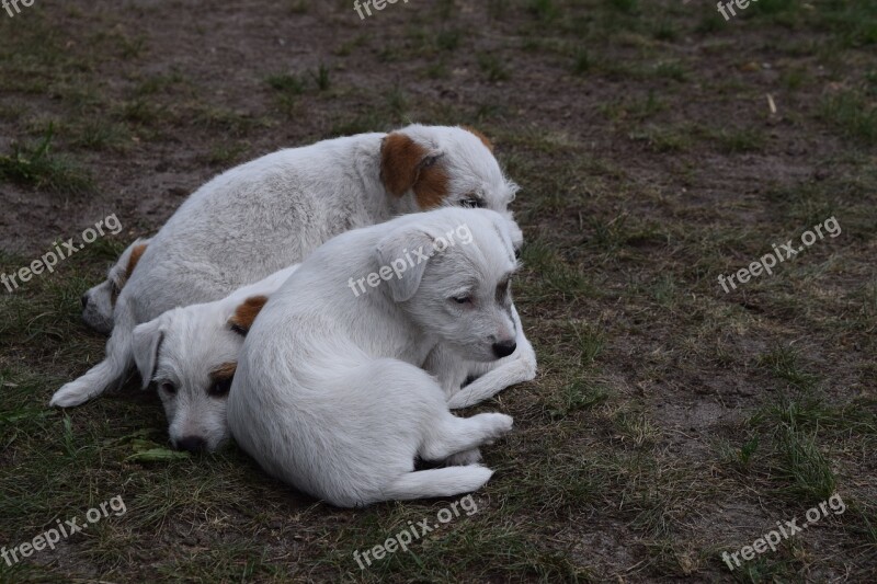 Dog Puppies Dog Puppies Parson Russell Terrier Free Photos