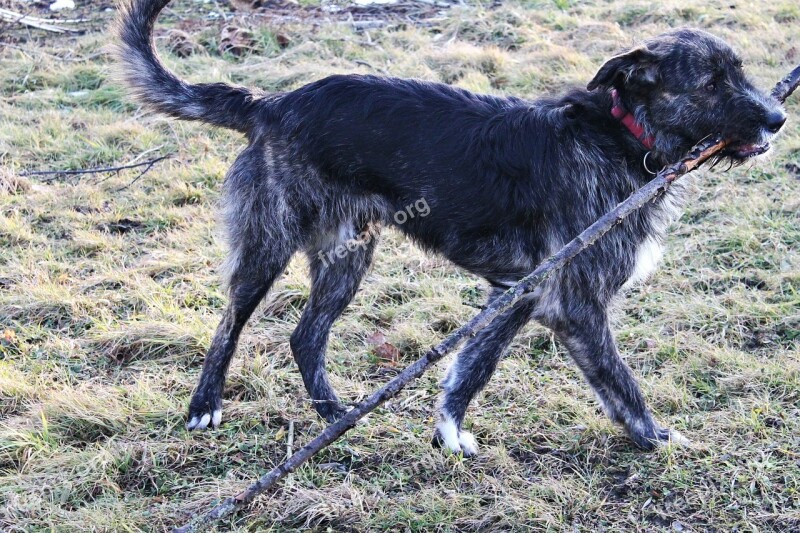 Dog Batons Race Retrieve Hybrid