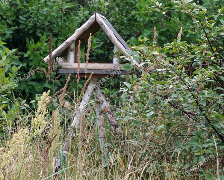 Bird Feeder Birch Abandoned Aesthetic Landscape