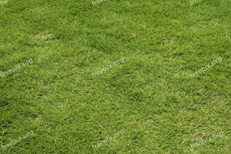 Green Grass Lawn Background Backdrop