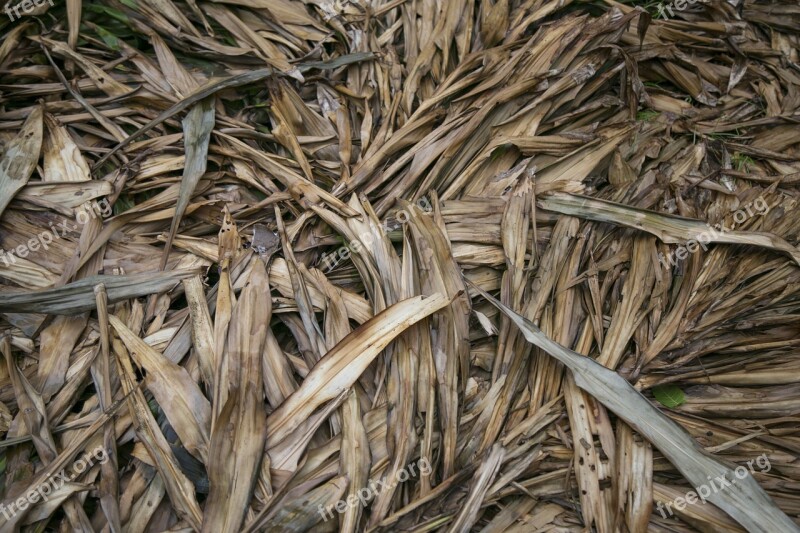 Dry Leaf Pine Rainforest Free Photos