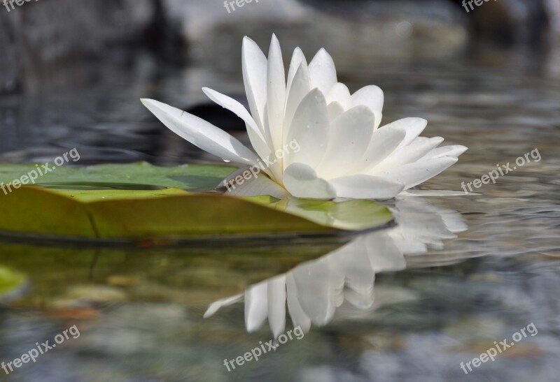 Water Lily Water Rose Mirroring Aquatic Plant Lake Rose