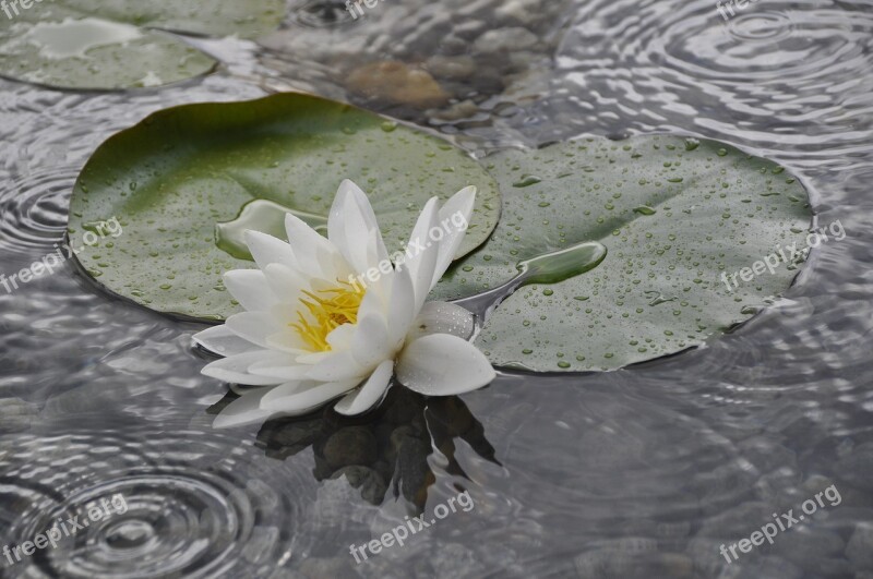 Water Lily Water Rose Aquatic Plant Lake Rose Pond