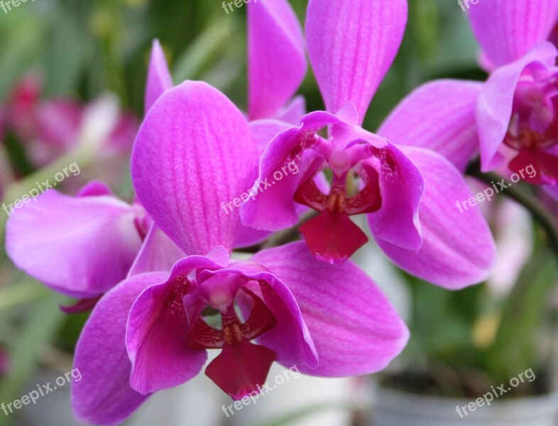 Orchid Pink Orchids Pink Flower Exotic