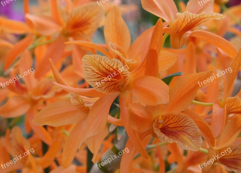 Orange Orchid Orchids Flower Exotic Tropical