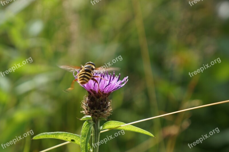 Thistle Bee Flower Plant Insect