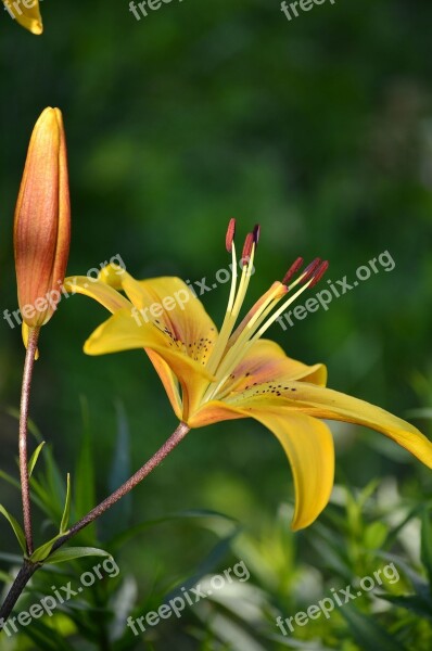 Flowers Lily Summer Garden A Yellow Flower