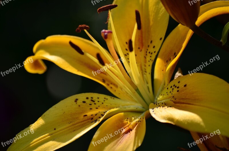 Flowers Lily Summer Garden A Yellow Flower