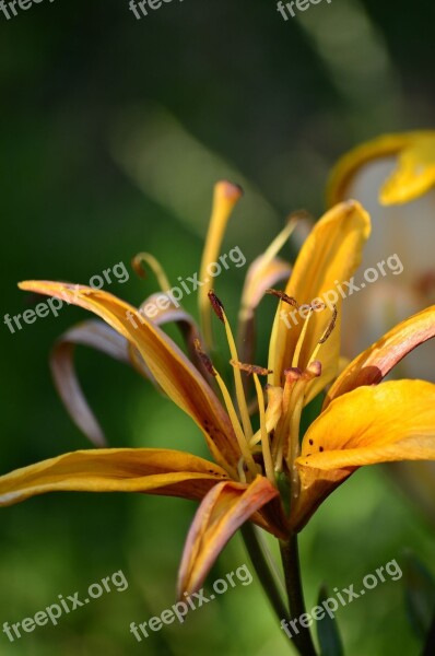 Flowers Lily Summer Garden A Yellow Flower