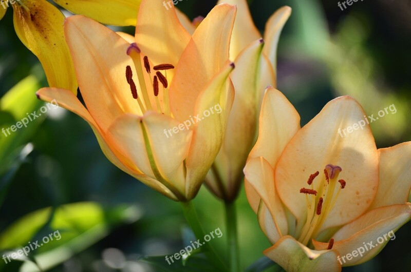 Flowers Lily Summer Garden A Yellow Flower