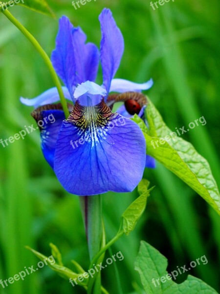 Iris Flower Purple Nature Spring