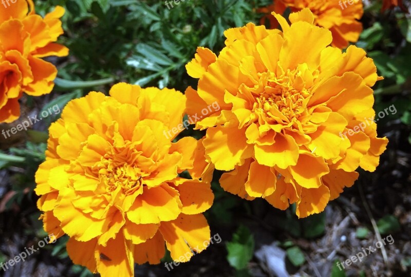 Marigold Yellow Flower Tagetes Plant