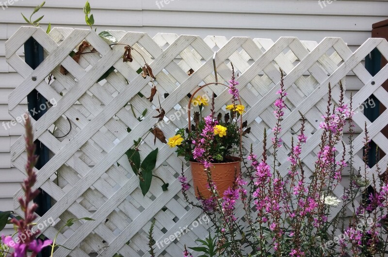 Flowers Trellis Lattice Latticework Garden