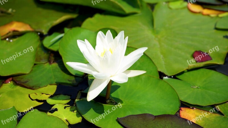 Lilly Flower Nature Plant Bloom